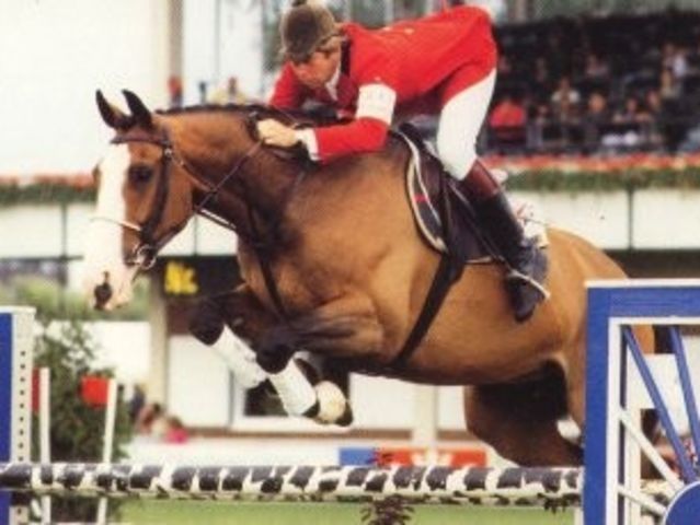 Apollo - Showjumping